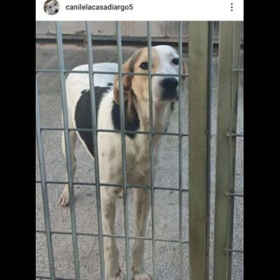 SNOOPY CAGNOLINO IN ADOZIONE - Foto 2