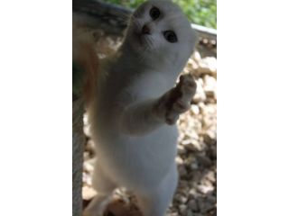 Meringa gattina , adozione del cuore