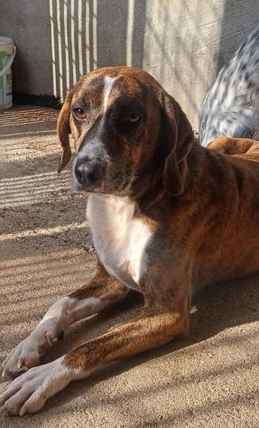 AKY E LA SUA STORIA CAGNOLINO IN ADOZIONE - Foto 2