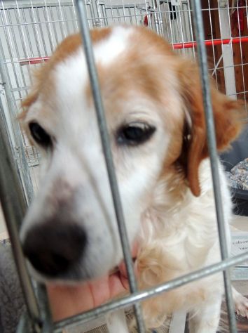 BERTA, dolce cagnolina - Foto 2