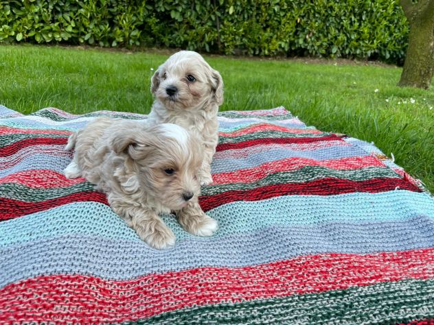 MALTIPOO - Foto 3