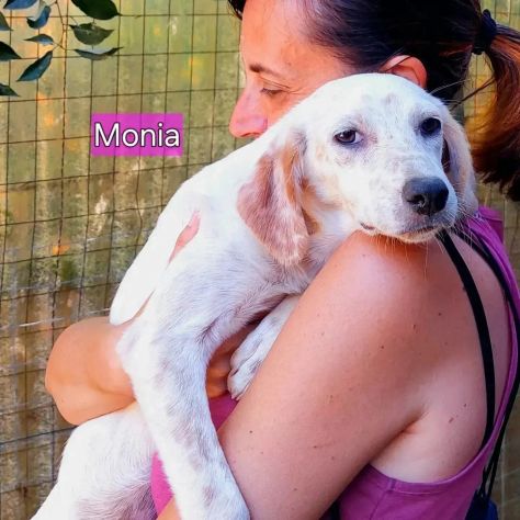 MONIA E HURRA' INVISIBILI FRA GLI INVISIBILI CAGNOLINE IN ADOZIONE - Foto 6