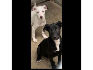 AURY e ADAM SOCIEVOLISSIMI CUCCIOLI IN ADOZIONE