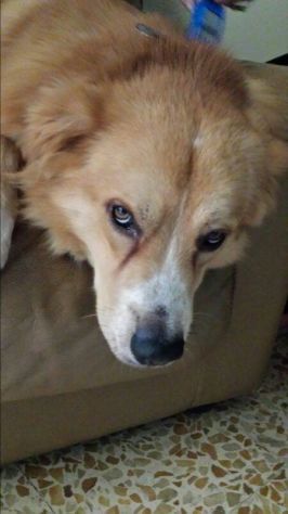 RUDY, dolce cagnolino - Foto 2