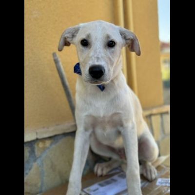 SPUGNA CUCCIOLO IN ADOZIONE - Foto 4