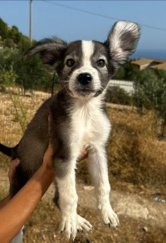 Mabel cucciolo in canile