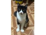 Ciro gattino