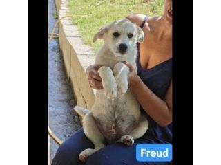 Marx , Freud, Hegel, Renée, cuccioli in adozione