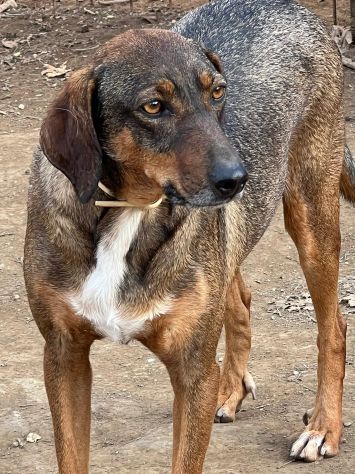 MELAMPO MIX SEGUGIO CANE IN ADOZIONE TG MEDIO CONTENUTA - Foto 2