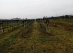 Immobile in asta di 42594 m² in vendita a Pescantina