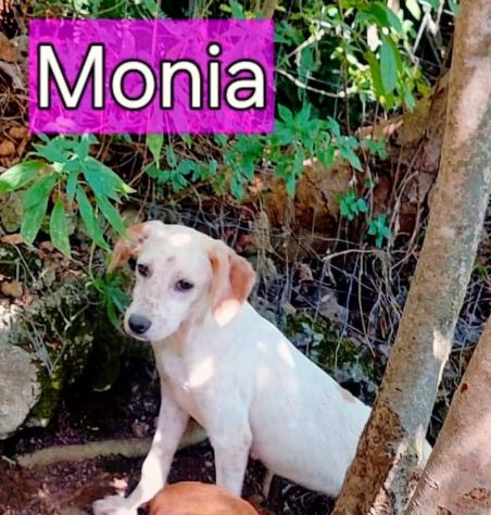 MONIA E HURRA' INVISIBILI FRA GLI INVISIBILI CAGNOLINE IN ADOZIONE