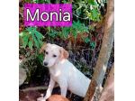 MONIA E HURRA' INVISIBILI FRA GLI INVISIBILI CAGNOLINE IN ADOZIONE