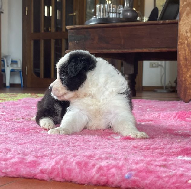 Vendesi Border collie di alta genealogia - Foto 7