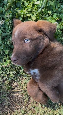 Regalo cuccioli