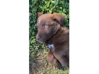 Regalo cuccioli