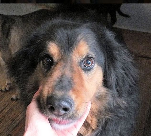 CANE IN ADOZIONE: ARDIAN, simil bernese - Foto 6