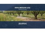 Immobile in asta di 7208 m² in vendita a Ripalimosani