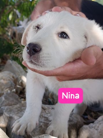 CUCCIOLI 2 MESI TAGLIA MEDIA GRANDE - Foto 3