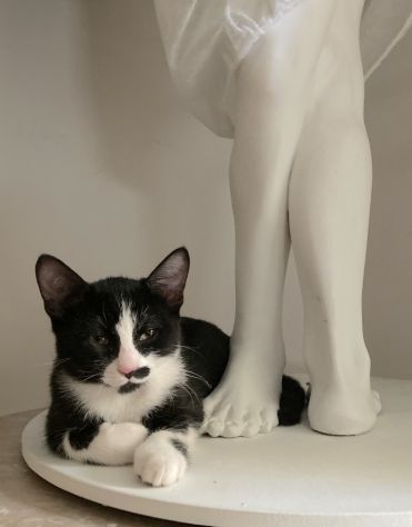 gattino tuxedo di 4 mesi