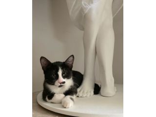gattino tuxedo di 4 mesi