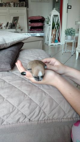 Chihuahua - Foto 4