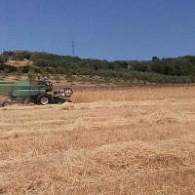 La Petrosa - Azienda Agricola - Foto 3