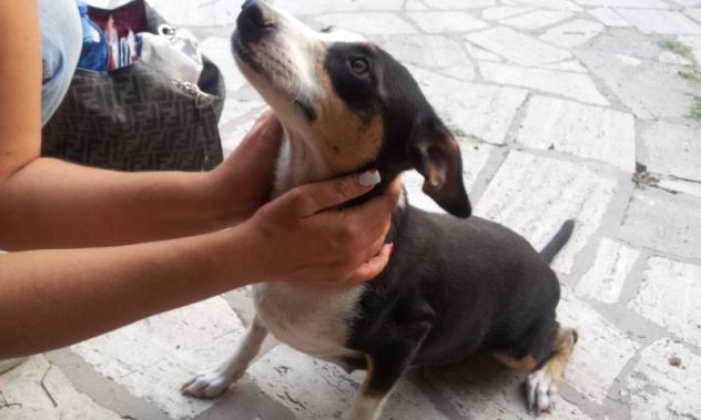 TERRY, dolcissima cagnolina taglia piccola - Foto 2