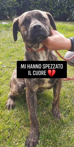 ROY 2 ANNI SIMIL AMSTAFF IN CANILE - Foto 2