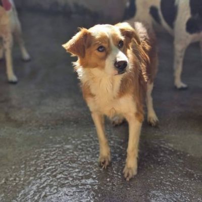 LILLO 15 KG DI TENEREZZA CAGNOLINO IN ADOZIONE - Foto 10