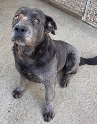 SAMANTHA CANE CORSO 3 ANNI Taglia grande - Foto 6