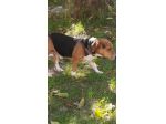 Bruno mix beagle e bassotto