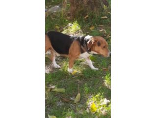 Bruno mix beagle e bassotto