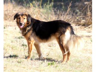 Giovane, dolcissima e bellissima cagnolina in attesa di una famiglia.