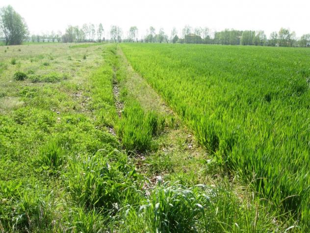 Terreno agricolo in vendita a Caprona - Vicopisano 5000 mq Rif: 675416