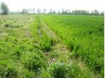 Terreno agricolo in vendita a Caprona - Vicopisano 5000 mq  Rif: 675416
