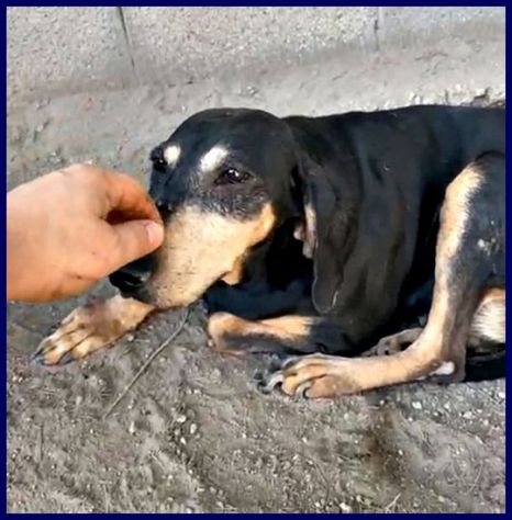 DAIMA sui 7anni buonissima ama le coccole! - Foto 2