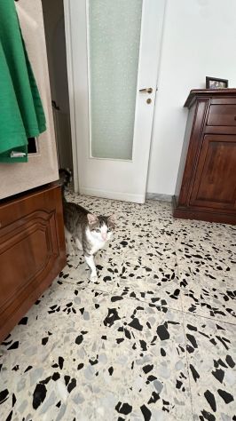 Tommy, 7 mesi, gatto, maschio - Foto 6