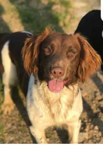 Springer Spaniel 8anni PADRONE DECEDUTO! BERGAMO