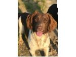 Springer Spaniel 8anni PADRONE DECEDUTO! BERGAMO