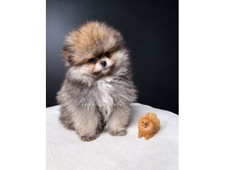 VOLPINO SPITZ di POMERANIA CUCCIOLI