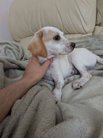 Romeo cucciolo - Foto 2