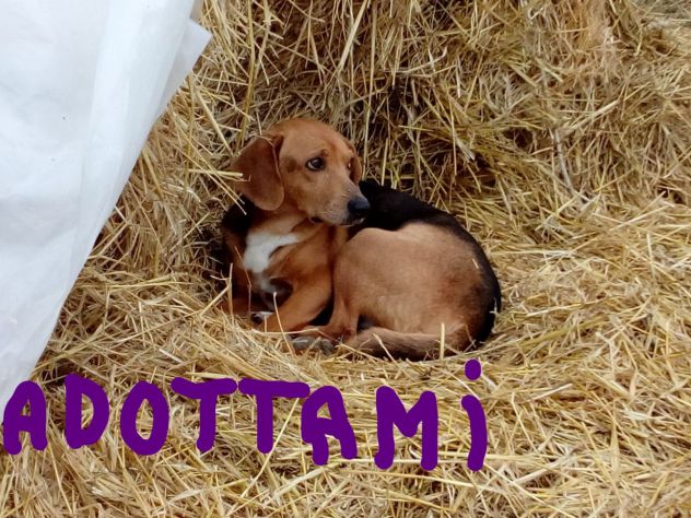 Simil Beagle 6/7anni SOS SOLO X FAMIGLIA PAZIENTE! MARCHE - Foto 2