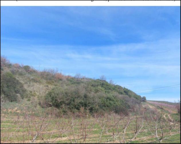 Immobile in asta di 51760 m² in vendita a Altomonte - Foto 2