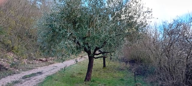 piante ulivo - Foto 4