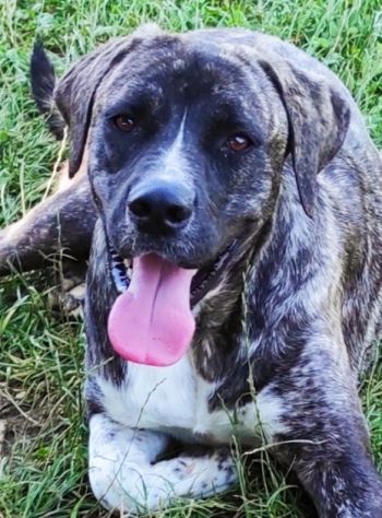 CANE IN ADOZIONE: ZENO, nato a marzo 2022