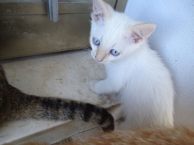 Gattini - Foto 4