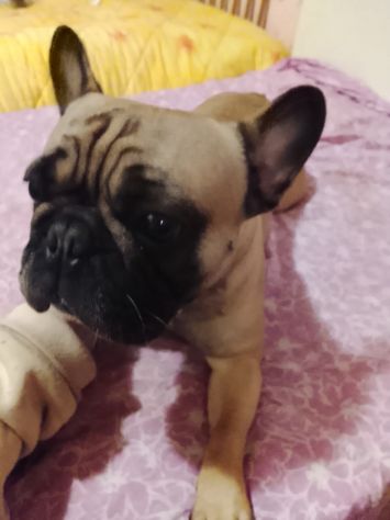 Cucciolona di bulldog Francese - Foto 3