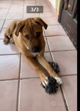 Simil Sharpei 6anni color miele RINUNCIA DI PROPRIETà! SICILIA - Foto 3