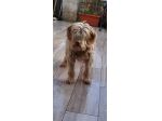 Gigi simil lagotto
