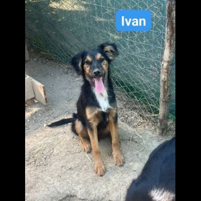 ALBA BLACK THOR IVAN CUCCIOLI IN ADOZIONE - Foto 4
